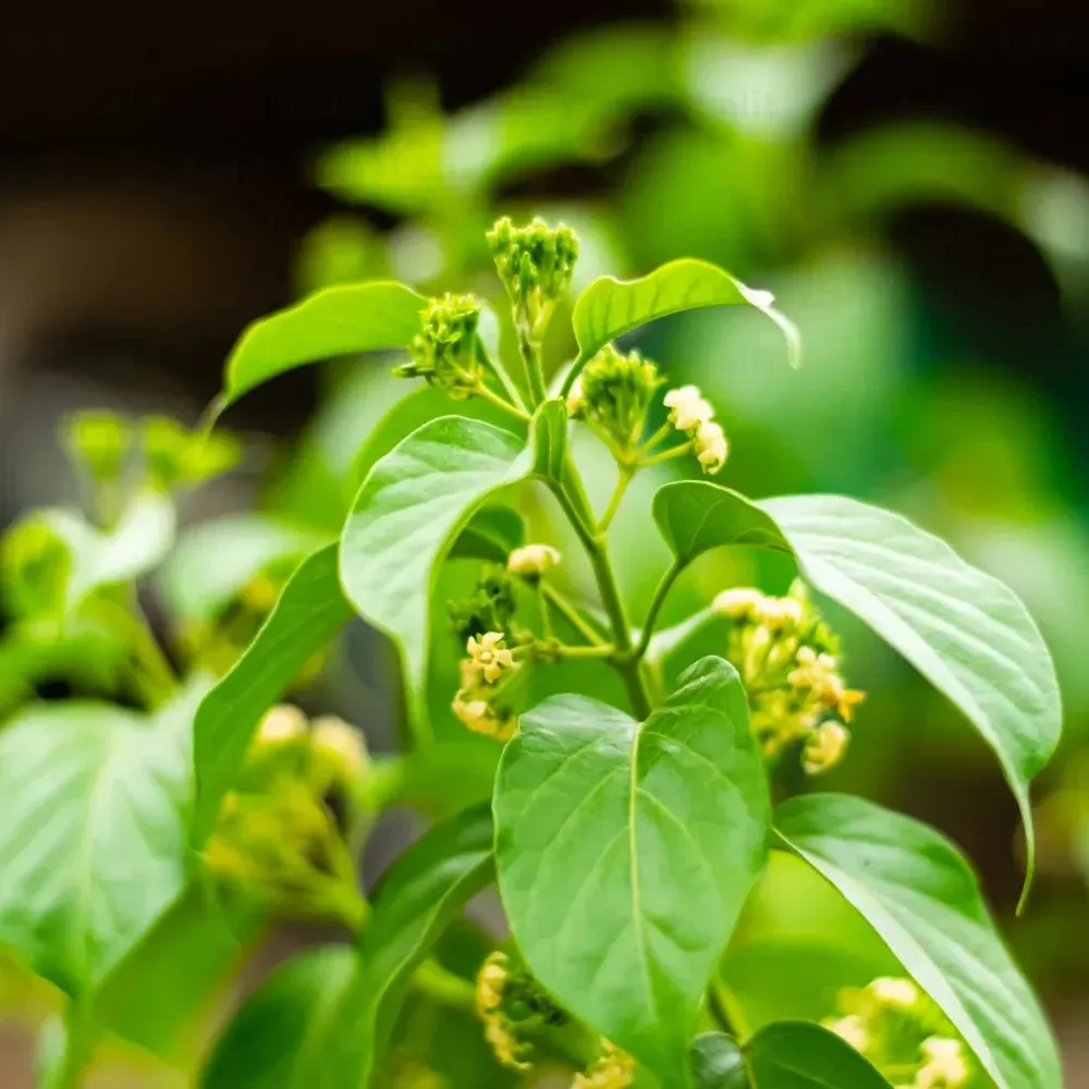 Gymnema sylvestre, ingrediente de Dialux